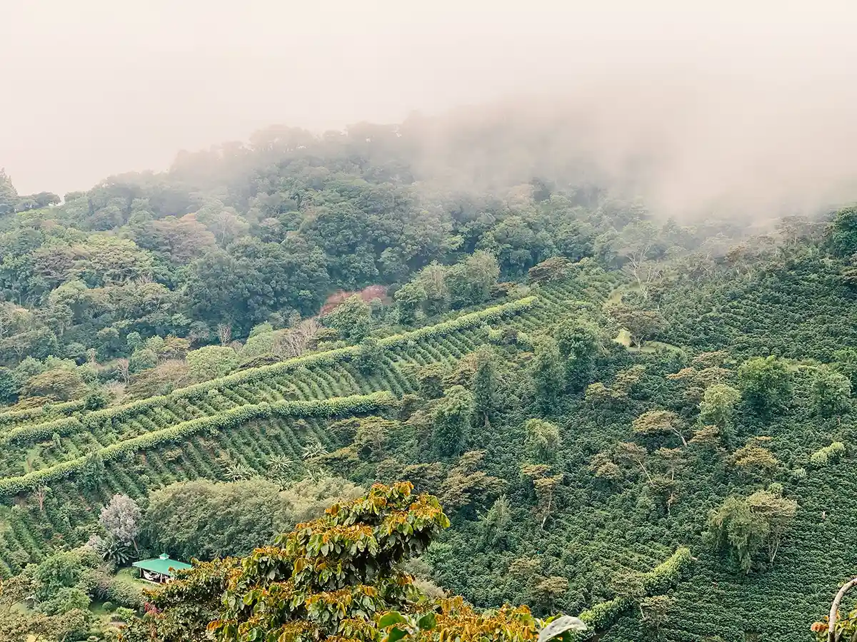 Coffee Plantations in nearby Boquete