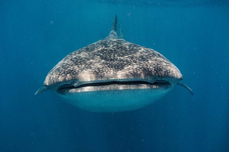 Diving with Whale Sharks in Panama