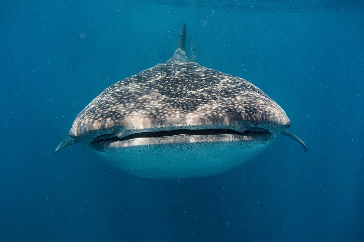 Diving with Whale Sharks in Panama