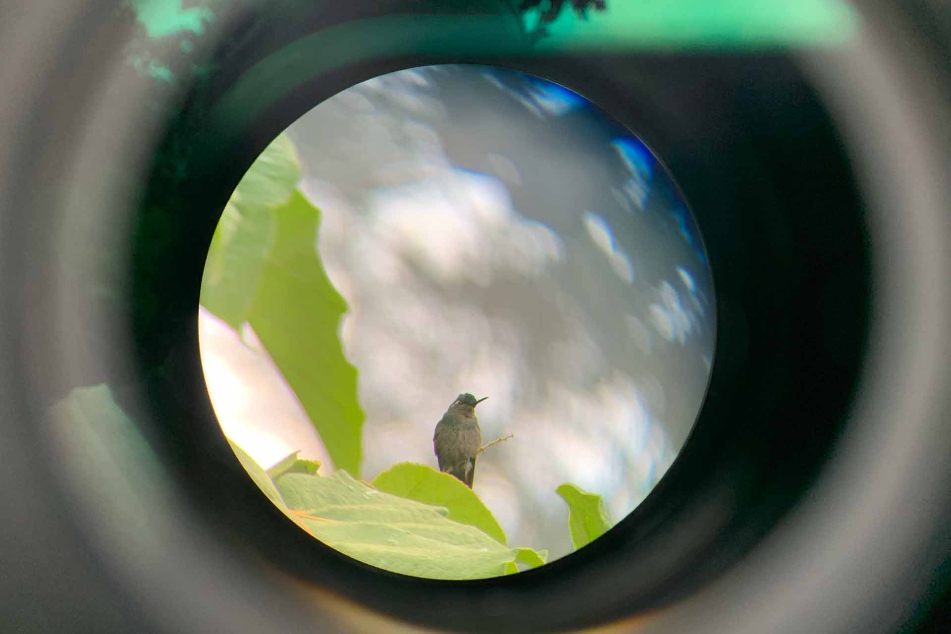 Hummingbird in Boquete on a Birdwatching tour in Panama