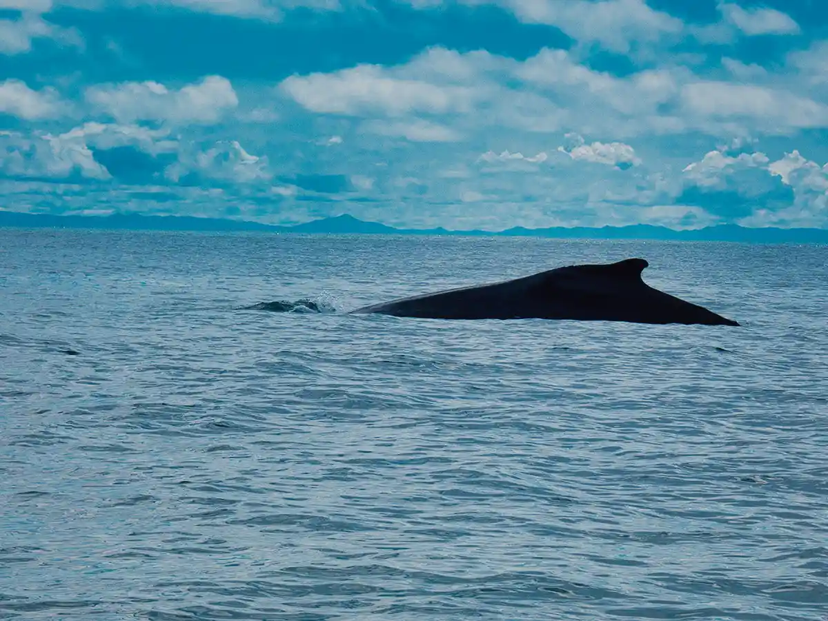 Boca Chica in San Lorenzo is the best spot to do Whale Watching